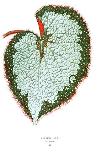 Wee Blue Coo Leaf Begonia Rex Var Grandis Art Print Poster Wall Decor