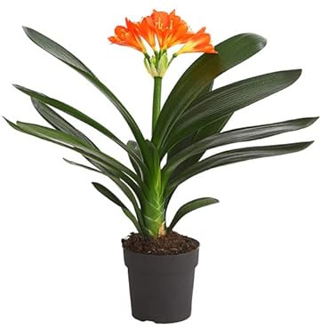 Lirio de San Jose Natural Planta con Bonitas Flores Ideal para Balcones o Terrazas