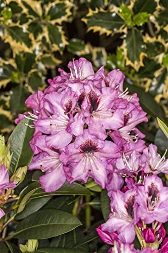 Rhododendron Hybrid Kokardia 30-40 cm Zierstrauch winterhart immergrün