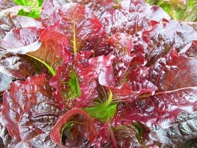 Lettuce Outredgeous 2,000 Seeds