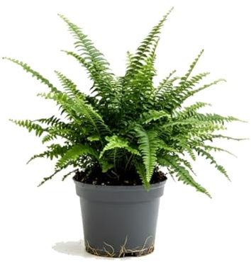 Helecho de Boston Nephrolepis Exaltata DECOALIVE Planta Natural para Salón con Maceta de 17 cm de Diámetro y Altura 50 cm