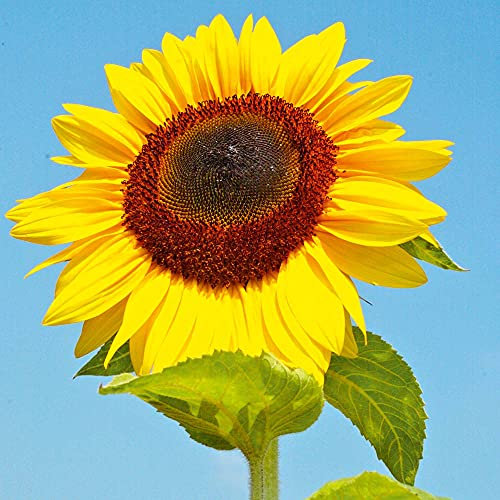 Suttons Sunflower Seeds Titan, Helianthus, Bird Table Flower, Grow The Largest Sunflower Heads, Approx. 20 Seeds Per Pack, Ideal for Pots, Containers, Borders