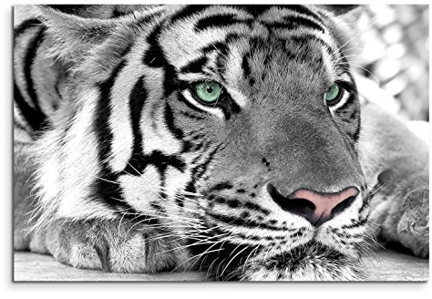 Paul Sinus Art Leinwandbild 120x80cm Künstlerische Fotografie – Weißer Tiger mit grünen Augen