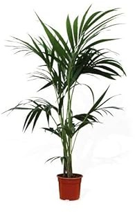 Palmera de Interior Kentia ± 100cm Planta Natural de Interior