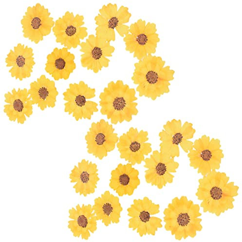 BELLIFFY 24stücke Teiliges Getrocknete Daisy Blumen Gepresste Blumen Für -bastelarbeiten Handyhüllen Schmuckherstellung Und Scrapbooking Natürliche Trockenblumen
