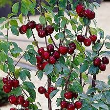 20 Pistas en semi alberi da frutto Sweet Sylvia