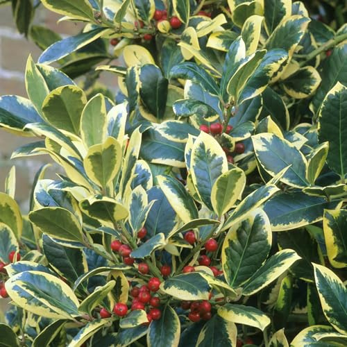 Ilex altaclerensis Golden King - Arbusto de acebo perenne resistente