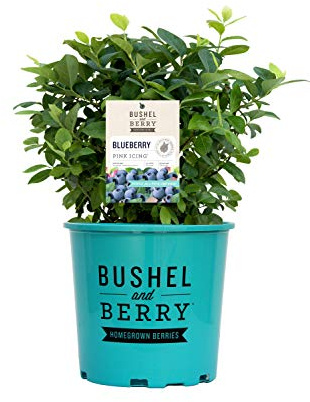 Bushel and Berry™ - Vaccinium Pink Icing (Blueberry) Edible-Shrub, , #2 - Size Container