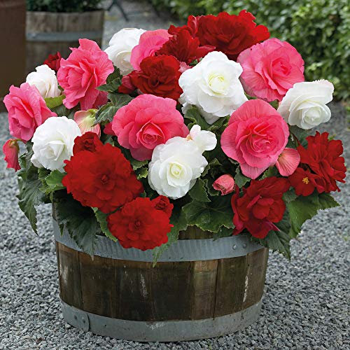 Begonia ‘Non-Stop Berries and Cream’, Half-Hardy Perennial, 20x tubers by Thompson and Morgan (20)
