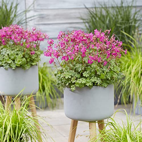 Hardy Geranium Plants 'Intense' cantabrigiense Hardy Perennial Pink Blooms Easy to Grow Your Own Garden Flowers Ideal As Groundcover 1x 9cm Potted Plants by Thompson and Morgan (1)