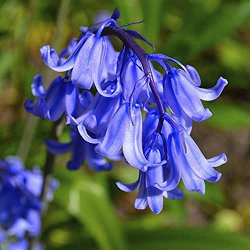 Lot de 20 bulbes traditionnelles de jacinthe - Pour l'été, l'automne, la croissance du jardin