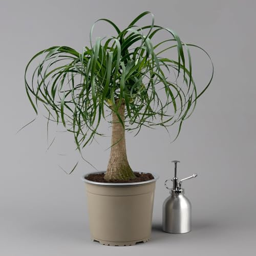 Elefantenfuß, Topf-Ø 19 cm, Höhe ca. 50 cm