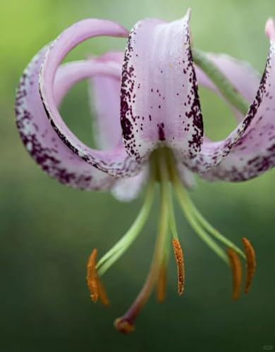 Lilium tuberi mix di cipolle,gigli in vaso,cipolle perenni,grazia,gigli a cipolle resistenti all'inverno,decorazione.-8pezzo-F