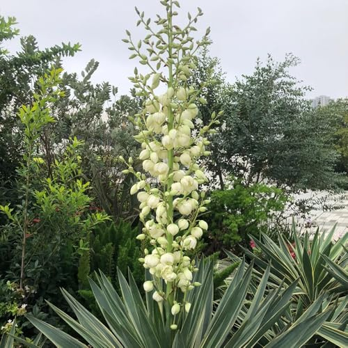 Semi di Yucca Filamentosa, prodotti sostenibili perenni semi di farfalle giardino di per giardino 50pcs