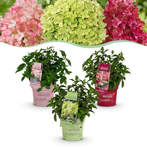 Green boutiQ - Plante de jardin - Hydrangea panniculata Groundbreaker Blush -Greeny - Ruby - Hortensia en panicule - Compacte - Rose-Vert-Rouge - 3 Plantes - Pot 14cm - Hauteur 20-25cm
