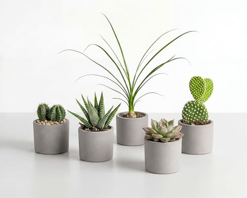 Sukkulenten Mix 5er Set - pflegeleichte Kakteen & Sukkulenten für Wohnung & Büro - Elefantenfuß, Echeveria, Haworthia, Euphorbia & Opuntia - Ø 6,5 cm Töpfe
