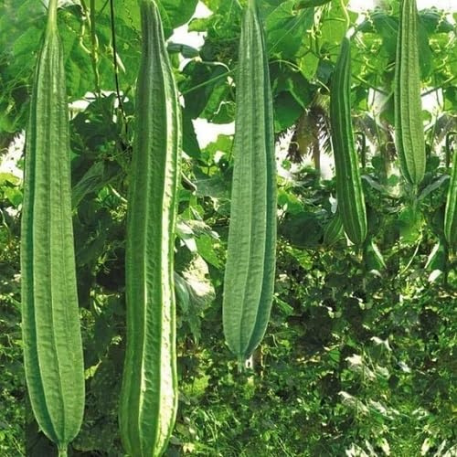 70 graines de légumes frais de Luffa