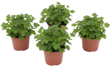 Pack Refugio Floral – Cuatro Geranios Antimosquitos Naturales en Maceta | DECOALIVE Plantas de Exterior Decorativas