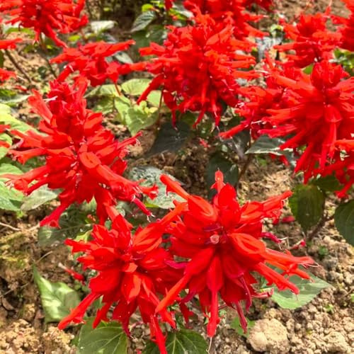 Semi di salvia del fuoco - semi di rari primaverili decorazioni giardino per esterni resistenti rialzata biologica 200pcs