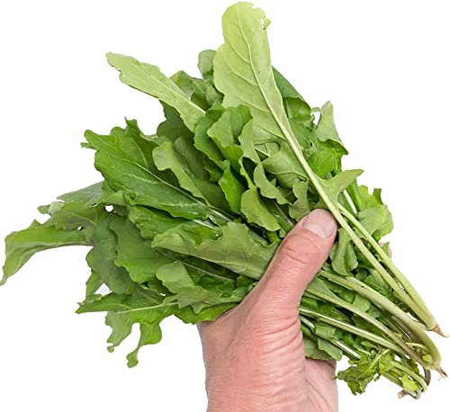 Semillas de Rúcula Eruca Natural para Hacer Brotes de Ensalada