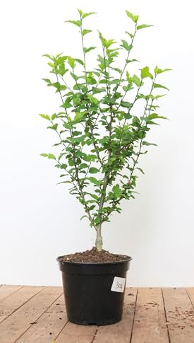 Hibiscus syriacus 'Hamabo' 60–80 cm – Winterhart, Mehrjährig, Pflegeleicht – Gartenhibiskus – Heckenpflanze für Garten & Sichtschutz