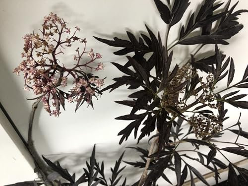 Sambucus nigra 'Black Lace'® ('eva') - Holunder 60-80 cm - Container