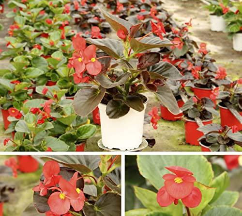 Begonia - Plantas Vivas - 1 Unidad - Flores de Colores - Planta Natural de Exterior