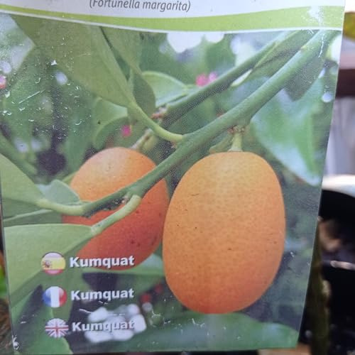 Árbol Mandarino KUMQUAT. Árbol de 2 años. En maceta plástica. 100 cm altura