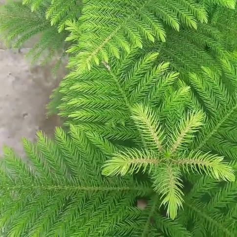 50 graines de plantes d'Araucaria
