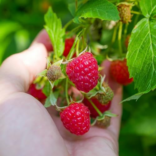 semillas de frambuesa, para lugares soleados Rubus idaeus, las son resistentes balcón de semillas de para jardin raras 100pcs