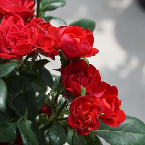 Garten-Schlüter® Topf-Rose Zepeti® - kompakte Beetrose - extrem robust & pflegeleicht - leuchtend rote Dauerblüte - hitzeresistent - pflegeleicht - hohe Pilzresistenz