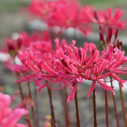 bulbos Lirio araña - Lycoris radiata de primavera silvestres jardín decorativa balcón jardín del balcón del decorativas 2pcs