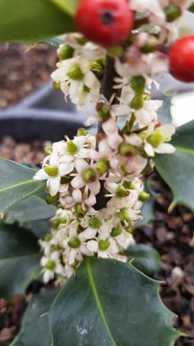 Ilex x meserveae BLUE PRINCESS 'Conapry' / Houx arbustif femelle/Conteneur de 2 à 2.9 litres/Arbuste persistant
