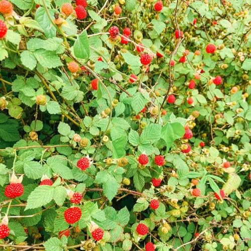 semi di lampone semi giardino estremamente acquistare 125pcs