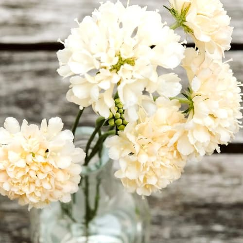 Scabiosa atropurpurea Fata Morgana Samen – Skabiose Cremegelb Karamell – 50 Korn – Bienenfreundliche Schnittblume – Sommerblüher für Garten, Beet & Balkon – Wuchshöhe bis 90cm