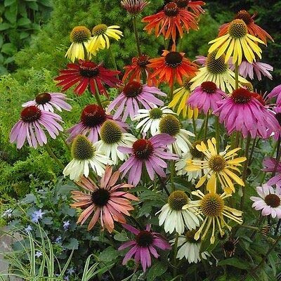 ECHINACEA MISCUGLIO DI COLORI NR.50 SEMI