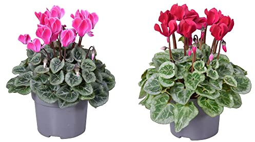 Violeta de los Alpes - Pack 2 Plantas - Flores Naturales