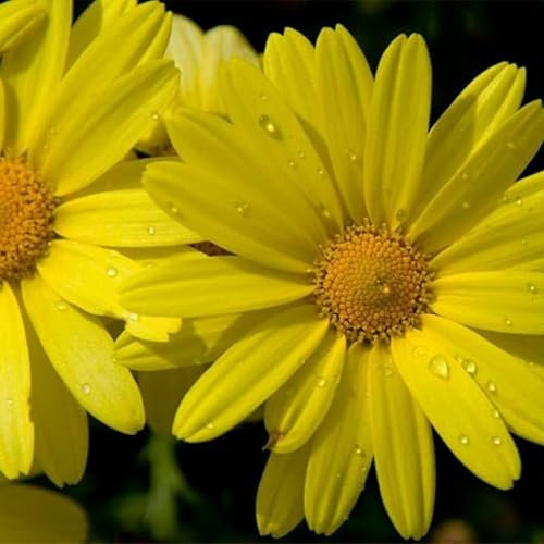 Corn Marigold Seeds - 200 Native UK Wild Flower Seeds for Attracting Birds, Bees, Wildlife, Pollinators, Suitable for Planting and Growing Outdoors in Meadows, Fields and Gardens by Meldon Seeds