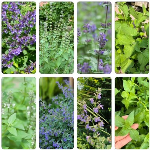 katzenminze winterharte kübelpflanzen wildblumensamen herbstblumen winterhart gartenkräuter zimmerpflanze kräuterpflanzen heilkräuter kräutergarten kräutersamen blumensamen balkon 300samen