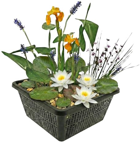 Vdvelde․com - Mini Teich Set Weiß mit Seerose - 4 Wasserpflanzen Komplettset - Pflanzkorb, Substrat & Dünger - Ideal für kleine Teiche & Schalen