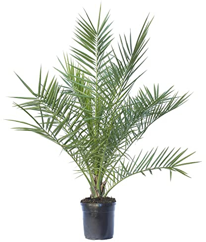 Palma Fénix Natural Planta de Exterior Ideal para Decorar el Jardín