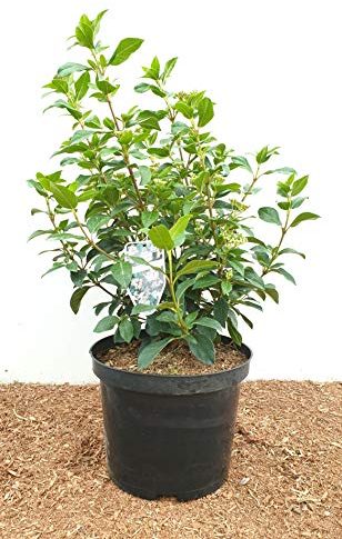 Viburnum tinus 30–40 cm – Immergrün, Mehrjährig & Pflegeleicht – Lorbeer-Schneeball – Zierstrauch für Kübel & Garten