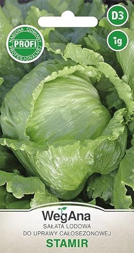 WegAna lattuga iceberg Stamir 1g semi, semi di ortaggi semi di propagazione per lattuga da giardino in serra