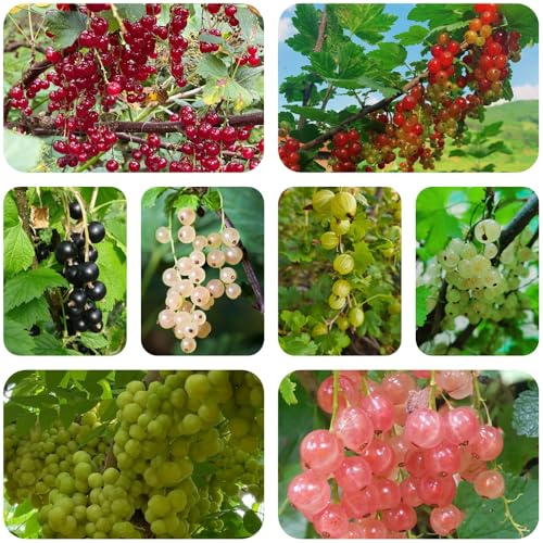 semi resistenti di ribes - da balcone colonnari uva spina esotiche fresca per decorazione 450pcs