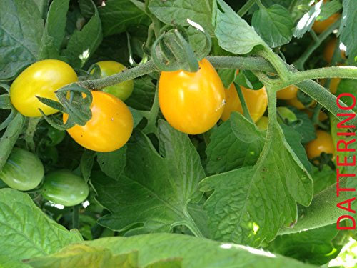SEMI POMODORO 2 VARIETA' DATTERINO ROSSO+DATTERINO GIALLO