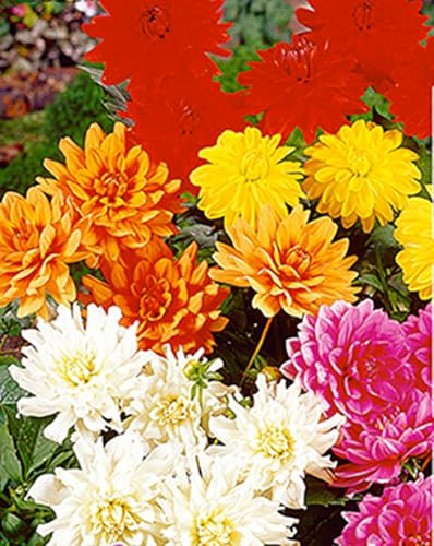 Dahlia Décoratif Nain Varié - 5 Tubercules (1 Orange, 1 Jaune, 1 Rouge, 1 Blanc &1 Rose)