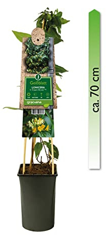 mgc24 Kletterpflanze Sichtschutz Heckenpflanze Rankpflanze Lonicera henryi, Copper Beauty PBR, Geißblatt Lonicera im 2l-Container 1 Pflanze