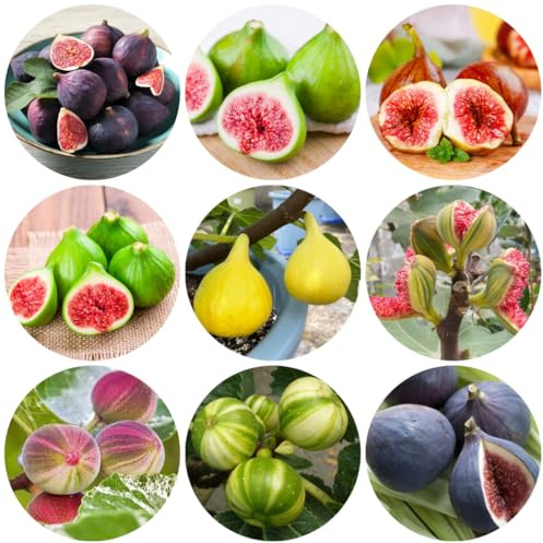 Comprar semillas de higuera - higuera zapote, resistentes en maceta higos jardín resistentes 350pcs