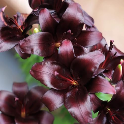 15bulbos de lirios, lilium brownii, cebollas frescas, decorativas de lirio que ecen en primavera, decoraciones, otoño