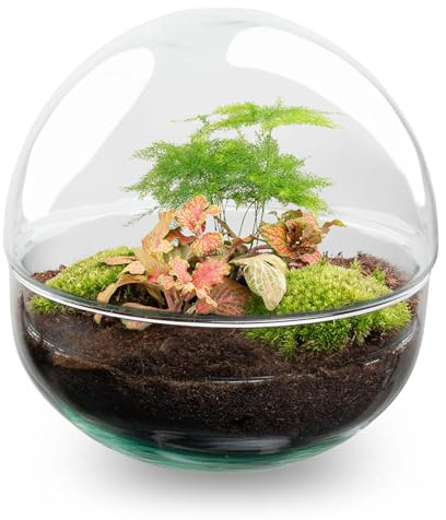 Kit DIY Terrarium • Dôme • Écosystème avec Plantes • ↑ 20 cm